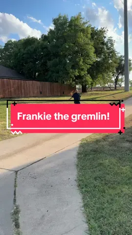 Life of a Frenchie!