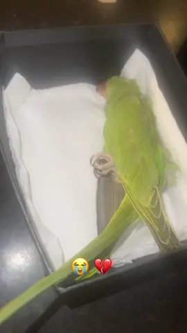 #fyppp #unfreezemyaccount #indianringneckparrot #parrotsoftiktok #deceased 
