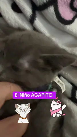 #paratiiiiiiiiiiiiiiiiiiiiiiiiiiiiiii #fypシ #cats #pets #foryou 