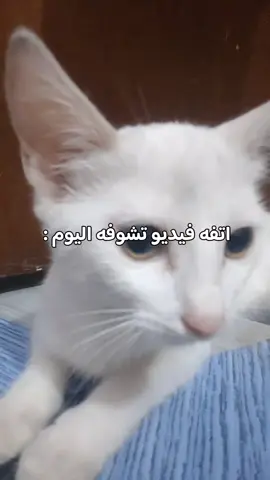 جاي اصور على نفسي #تحشيش #ضحك #قطط #2025 #1447