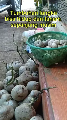 #Air potato ,tumbuhan langka .