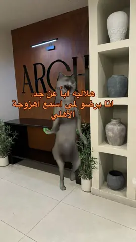 #Meme #MemeCut #الهلال #الأهلي #اكسبلور 