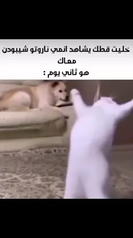 🗿🗿🗿🗿