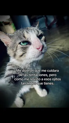 Me dijieron que me cuidara de las tentaciones, pero como me resisto a esos ojitos tan lindos que tienes.#fyp #viraltiktok #paratiiiiiiiiiiiiiiiiiiiiiiiiiiiiiii #gatostiktok 