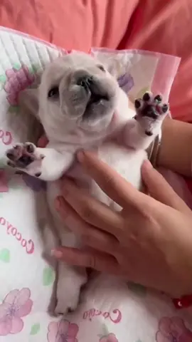 Frenchie Vibes Bark | Bulldog Bark Laugh Bliss#FrenchieSounds#DogComedy#FrenchieFails#FrenchBulldog