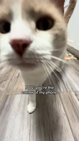 Give this man a surface to rub his face on NEOWWWW 🗣️ #catsoftiktok #cat #fyp #pet #kittycat 