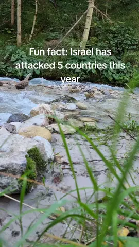 Is it still self defense if you are the one who is attacking? #noticing #noctis #nature #israel #palestine 