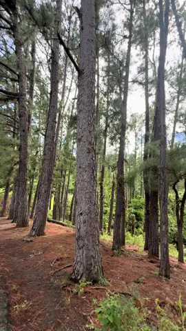 📍 El Hermoso y espectacular bosque de los pinos 🌲 en Jayuya.  Definitivamente un spot que deben incluir en su visita al pueblo de Jayuya es una parada rápida Justo al lado de la carretera pero es hermoso. Las fotos 📸 y videos que se pueden tomar en el lugar les encantarán.  📍 18.1920556°, -66.589472° Carr. #5527 Bo. Veguitas Zamas 📍Jayuya, Puerto Rico 🇵🇷 Disfruten gente! Pero recuerden llevarse su basura 🗑♻️ #pinos #Jayuya #puertorico #PR 