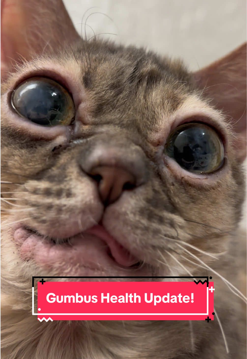 So many jemotions this week!  #cat #cutecat #rescuecat #kittens #tiktokcats 