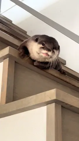 ☀️☀️good morning☀️☀️ .  #otter #カワウソ #コツメカワウソ #癒し