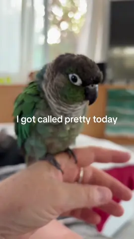 #bird #petlife #conure 