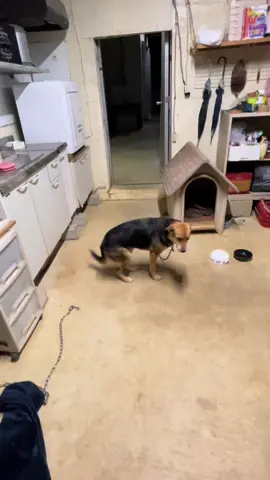 Sです#おすすめ  #愛犬
