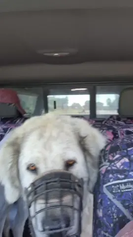 Silver was a picky eater so I took her to the vet to make sure there was not a problem.... here is what we concluded: #sheepfarmer #chickenguard #sheepdogsoftiktok 