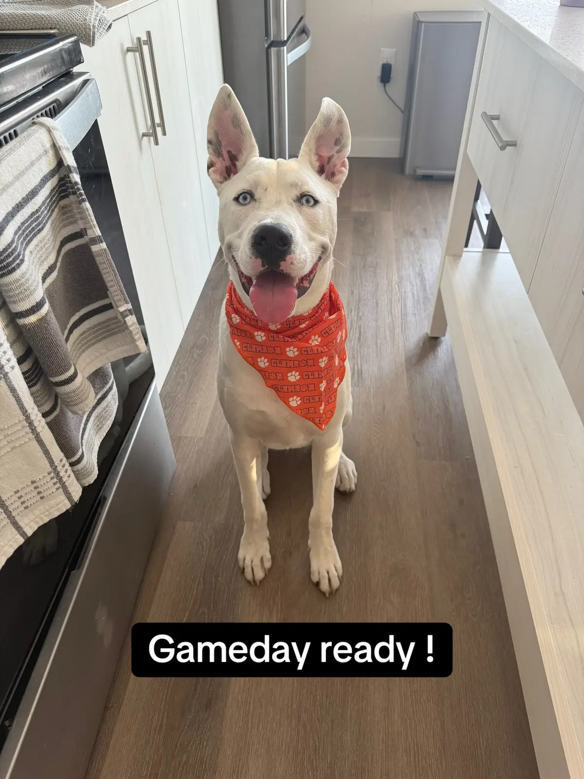 Go tigers for my mom and go dawgs for my dad! Who is your favorite college team?? #clemsonfootball #georgiafootball #fypシ #gameday 