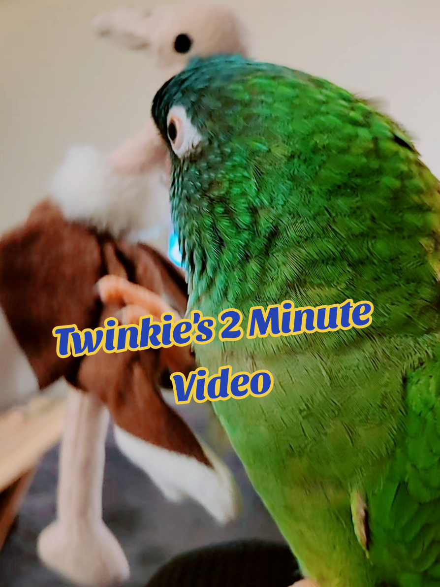 Twinkie 2 Minute Video #cutebirds #talkingbirds #birdsoftiktok #parrotsoftiktok #bird 
