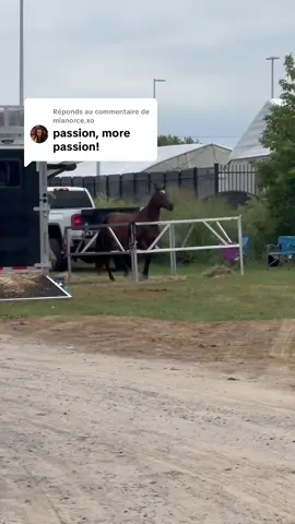 Réponse à @mianorce.xo More passion. More footwork. More energy. 🐎✨ #HorseLife #EquestrianVibes