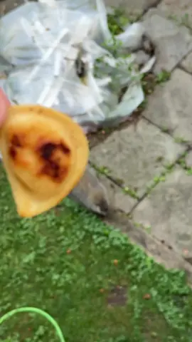 Jeff tried his first pierogi! 😂🔥 #fyp #JeffTheHog #funny 