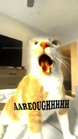 MANGOREOUGHHH! @Mangothekitten #MentalHealth #goodvibes #uplifting #fyp #cat 