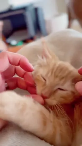 Those good ear rubs