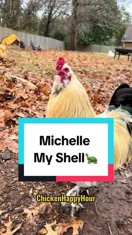 MICHELLE my shell 🐢#dadjokes #jokes #michelle #turtle #chickenhappyhour  