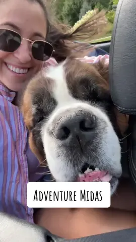 Chicago suburbs have so many hidden gems #saintbernard #dogsoftiktok #tiktokpets #fyp #foryoupage 