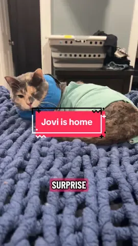 #jovi #cat #surgery #Love #catsoftiktok 