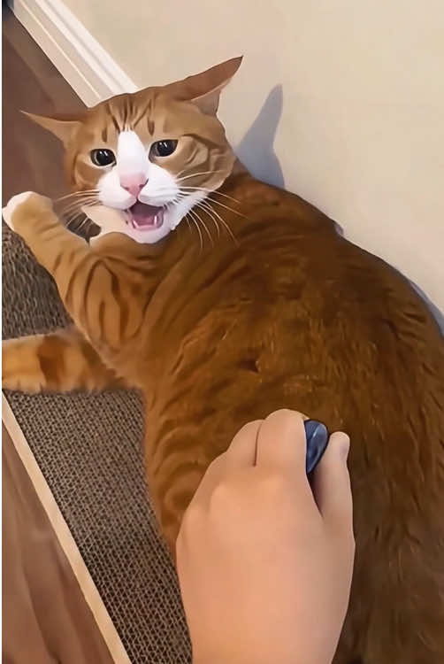 When you have dramatic cat😹🥰 #cat #funny #funnyvideos #funnycat #catsoftiktok 
