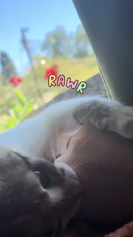 I wonder if bby kittens have object permanence…? [consults google] #peekaboo #kittensoftiktok #cutebaby #cattok #fyppppppppppppppppppppppp 