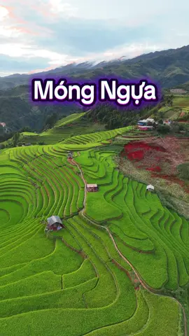 Võng Lúa Móng Ngựa Mù Cang Chải #achutourguide #vongluamongngua #mucangchai #xuhuong 
