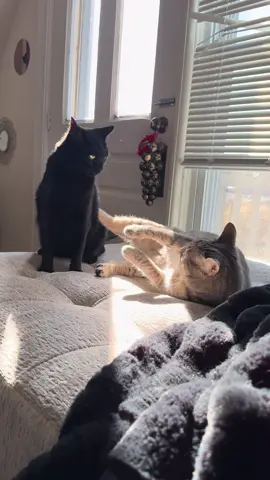 #catsoftiktok #tabbycatsoftiktok #blackcatsoftiktok #