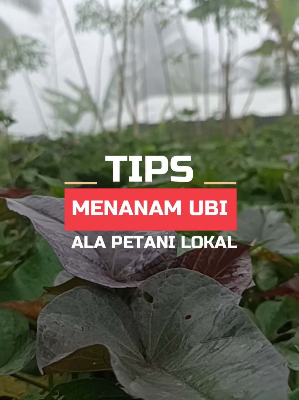 Tips menanam ubi biar hasil panen maksimal! 🌱💪 Mulai dari pemilihan bibit sampai cara tanam yang benar, petani milenial wajib tau biar hasilnya makin mantap 🚜🔥 #PetaniMilenial #UbiManohara #PertanianModern #PetaniMuda #PetaniIndonesia 