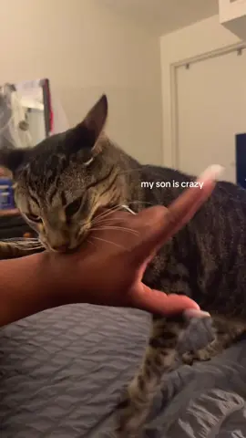 I wish you could hear my screams 😭😭😭😭 idk where I got him from truly  #catsoftiktok #catlover #catmom #fyp #viral 