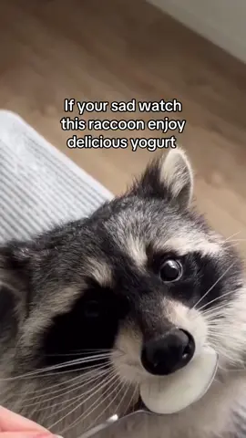 Share this with a friend who needs it 🥹❤️🦝  #raccoonsoftiktok #raccoontok #fyp 