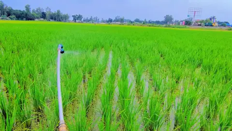 শেষ জামানায় সবচেয়ে উত্তম কাজ কৃষিকাজ।#500kviews #blue #sky #tree #weather @TİkTok @tiktok creators @TikTok Bangladesh