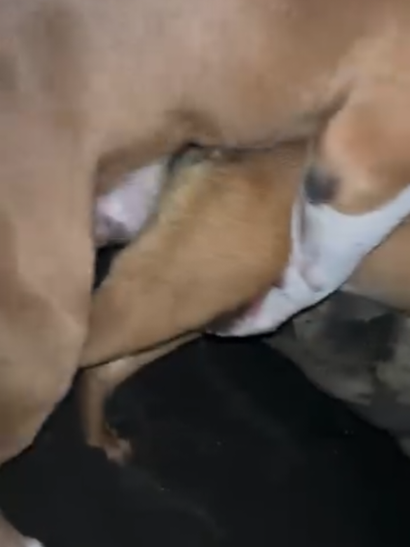 dog meeting 804 | #dogmeeting #foryou #viral_video #cutedog #unfreezemyacount 