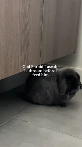 Sassy af #bunny #rabbitsoftiktok #rabbit #PetsOfTikTok 