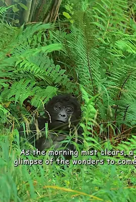 Spy gorilla impresses silver back 