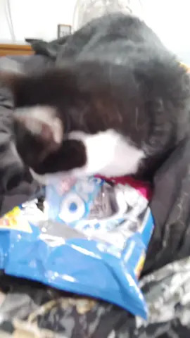 #catmom #fypシ #FYP #catsoftiktok #mybaby 