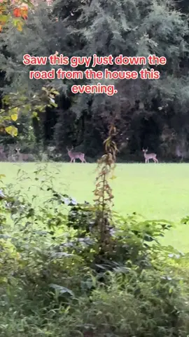 He’s a shooter for me for sure. #deerseason2025 #invelvet #bucksoftiktok #shooter #eveningdrive 