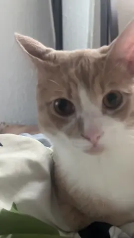 I honestly believe this cat thinks I’m crazy lol 😂 