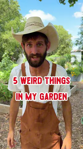 5 weird things I grow in the garden 🍌 I’d love to hear what unique things you’re growing this year ☺️  #garden #unique #food #homestead #shilohfarm