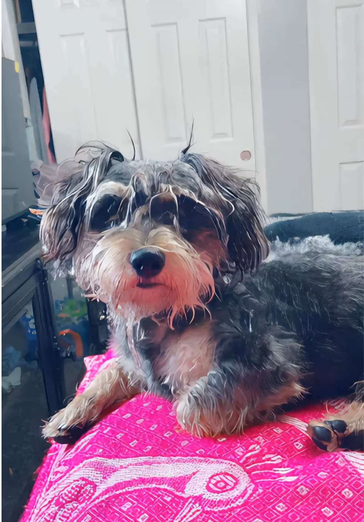 Mi perro #makeup #helpme #makeup 