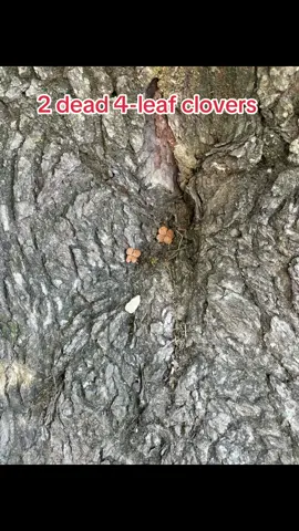 I was walking around Colonial Williamsburg and saw two 4-leaf clovers in a sunken in part of an oak tree. They were on the same stem but they were dead. #mystery #4leafclover🍀 #nature #strange #unexplained 