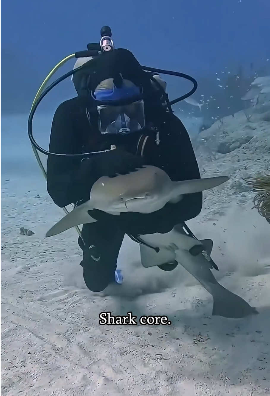 Sharks core.#animalbreedfacts #animal #funny #fyp #avatar 