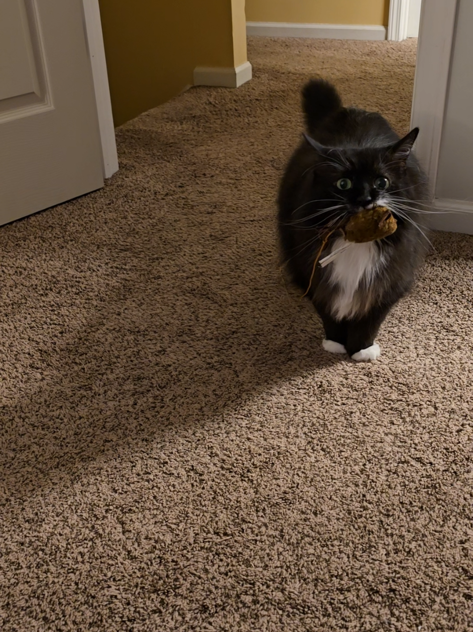 Well I was wrong 😂 She even got her mouse tonight! #fyp #tuxedocat #cat #PetsOfTikTok #catsoftiktok 