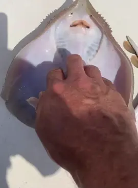 Funnyfish#funny #fyp #fish #lnyerestingfailure #fishin #releaseofanimals 