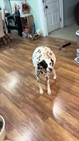 #dalmation #dalmatiansoftiktok #fyp 
