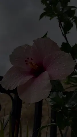 هناك رحيل لايُنسى تجده في صفحات ذكرياتك في ابتسامتك وصمتك في لحظات وحدتك في حنينك لأصوات ودعتك ماأصعب الفقد في كل حالاته ربي إن أخي ارتحل إليك وبين يديك فارحمه رحمةً واسعه واجعل عمله الصالح شفيعًا له واجمعنا به في مستقر رحمتك …🍂