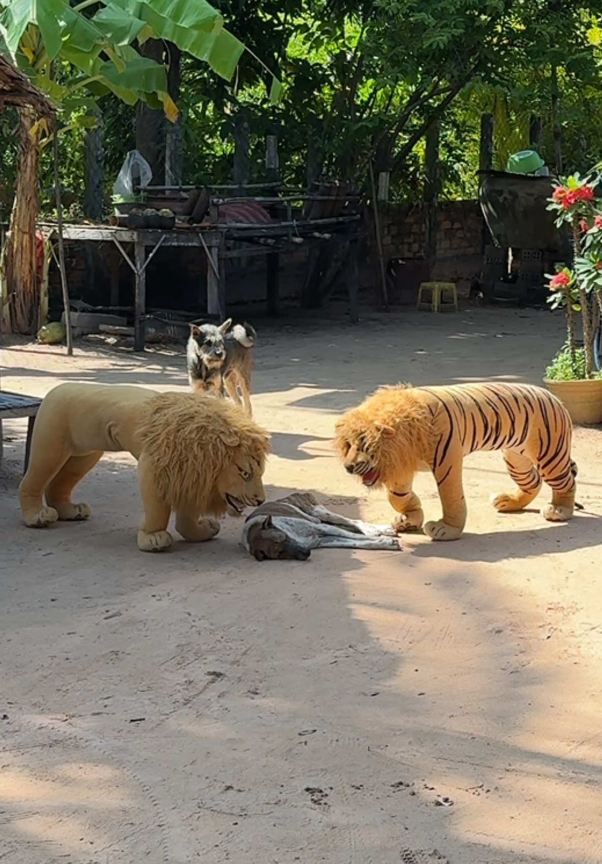 Don’t Laugh Prank Fake Tiger Lion Vs Sleep Dog 