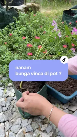 nanam bunga vinca di pot ? #kebunemarsela #emarselagarden #berkebundirumahaja 